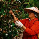 5 Rural Coffee Trails in Sabah Worth Waking Up Early For