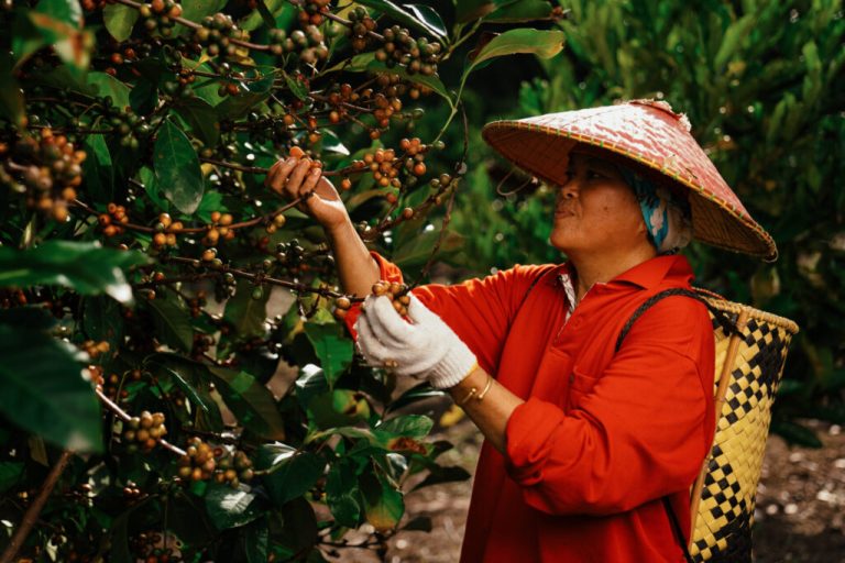 5 Rural Coffee Trails in Sabah Worth Waking Up Early For